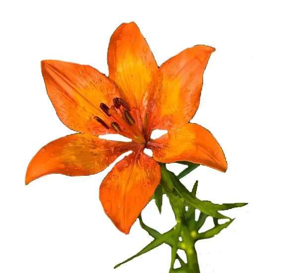Hoa Lily Lửa