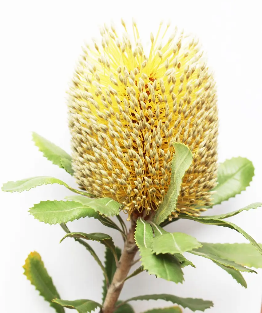 Banksia Úc