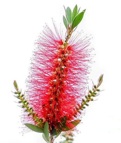 Cây Callistemon