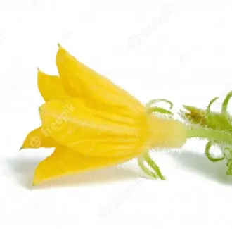 Hoa dưa chuột