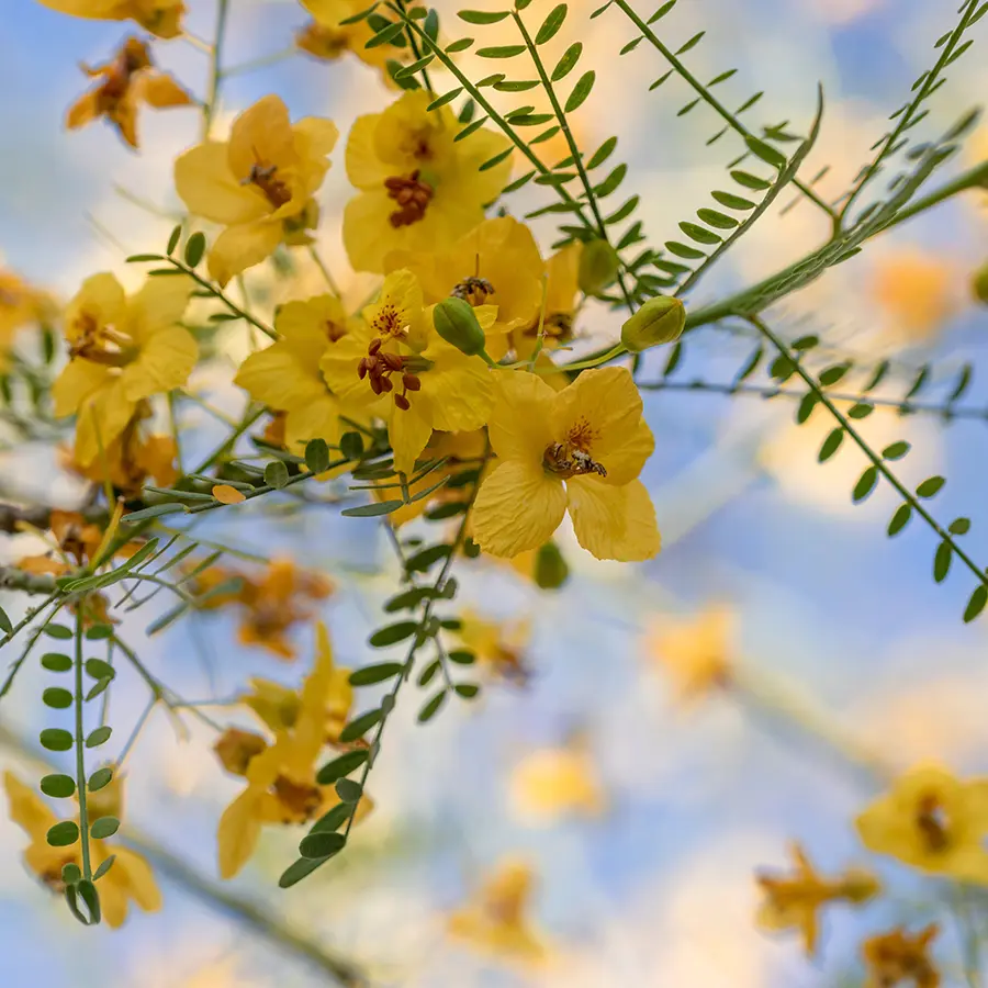 Cây Palo Verde