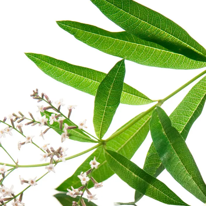 Cỏ đuôi ngựa