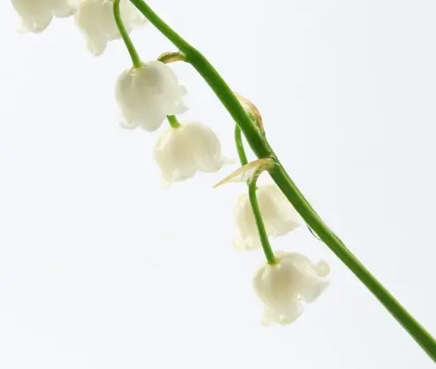Hợp chất hương tươi mát