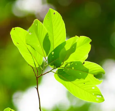Gỗ Meranti Trắng