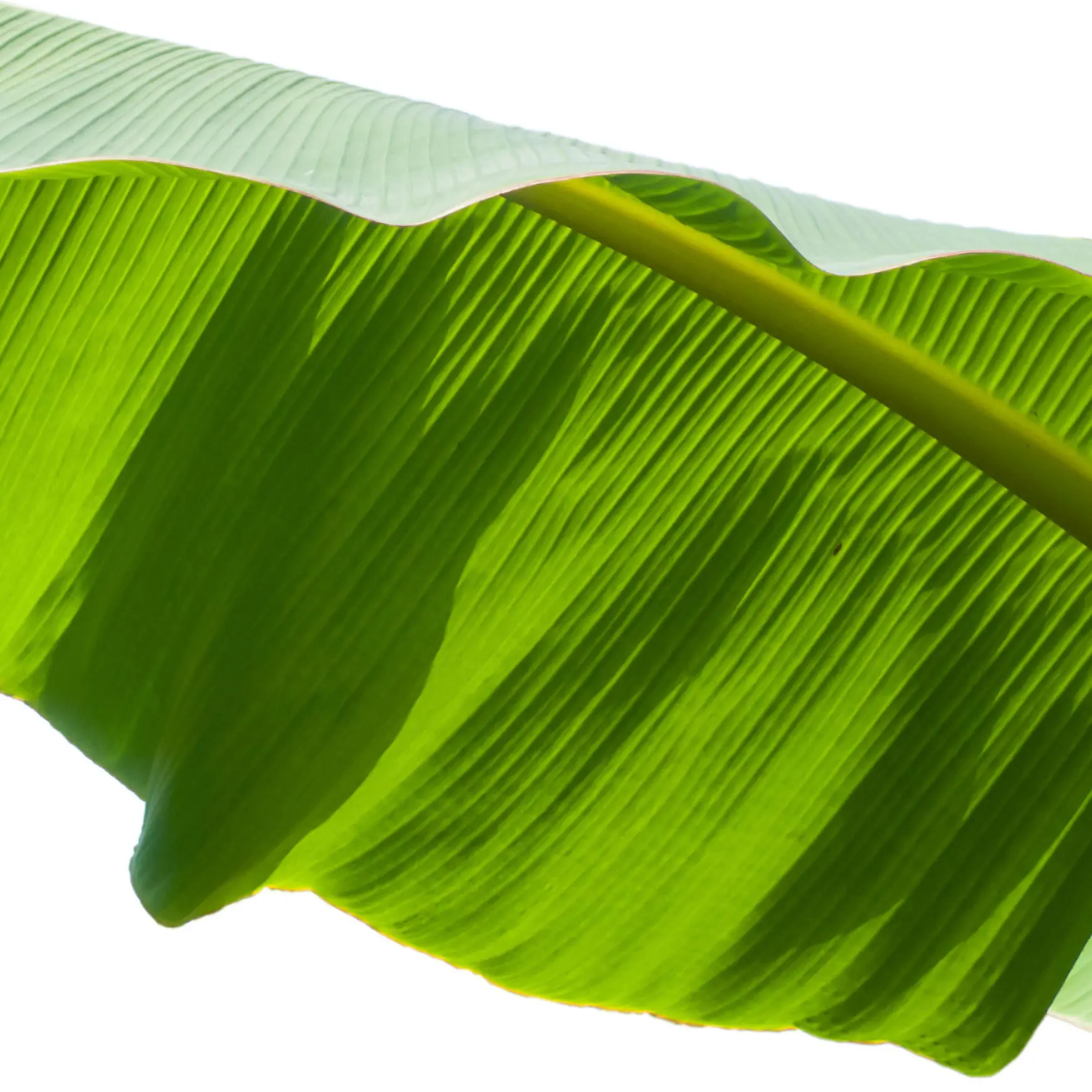 Lá Chuối