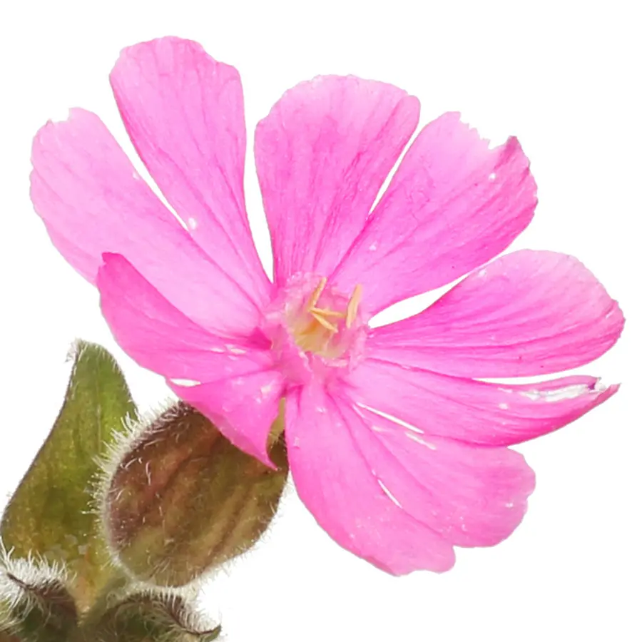 Hoa Cẩm Chướng
