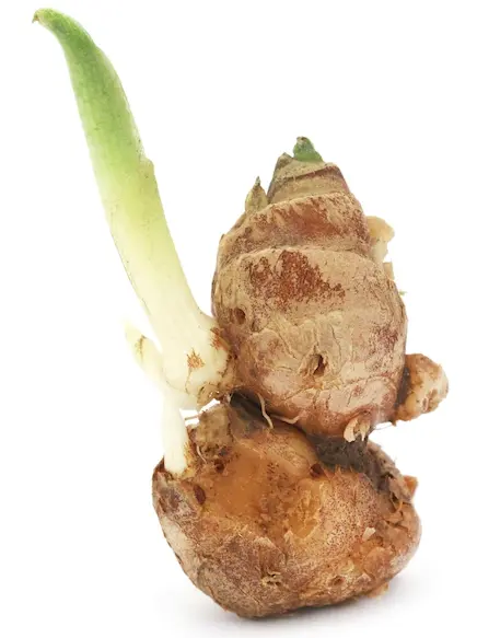 Củ Địa liền