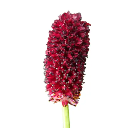 Cây Cẩm địa