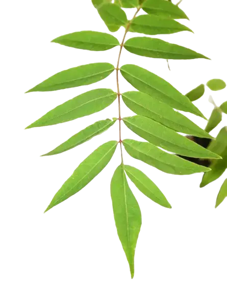 Lá tuyết tùng