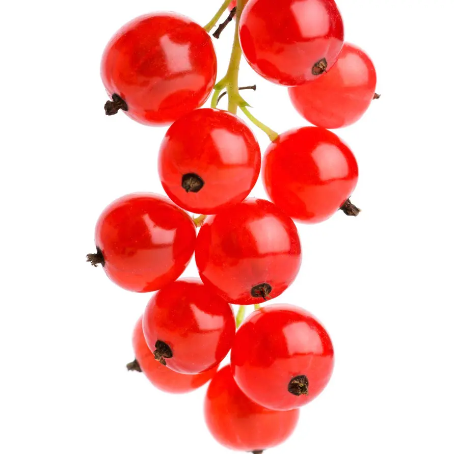 Quả lý chua đỏ