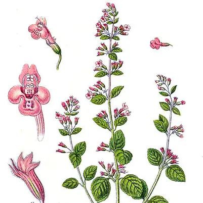 Húng Chanh Nhỏ