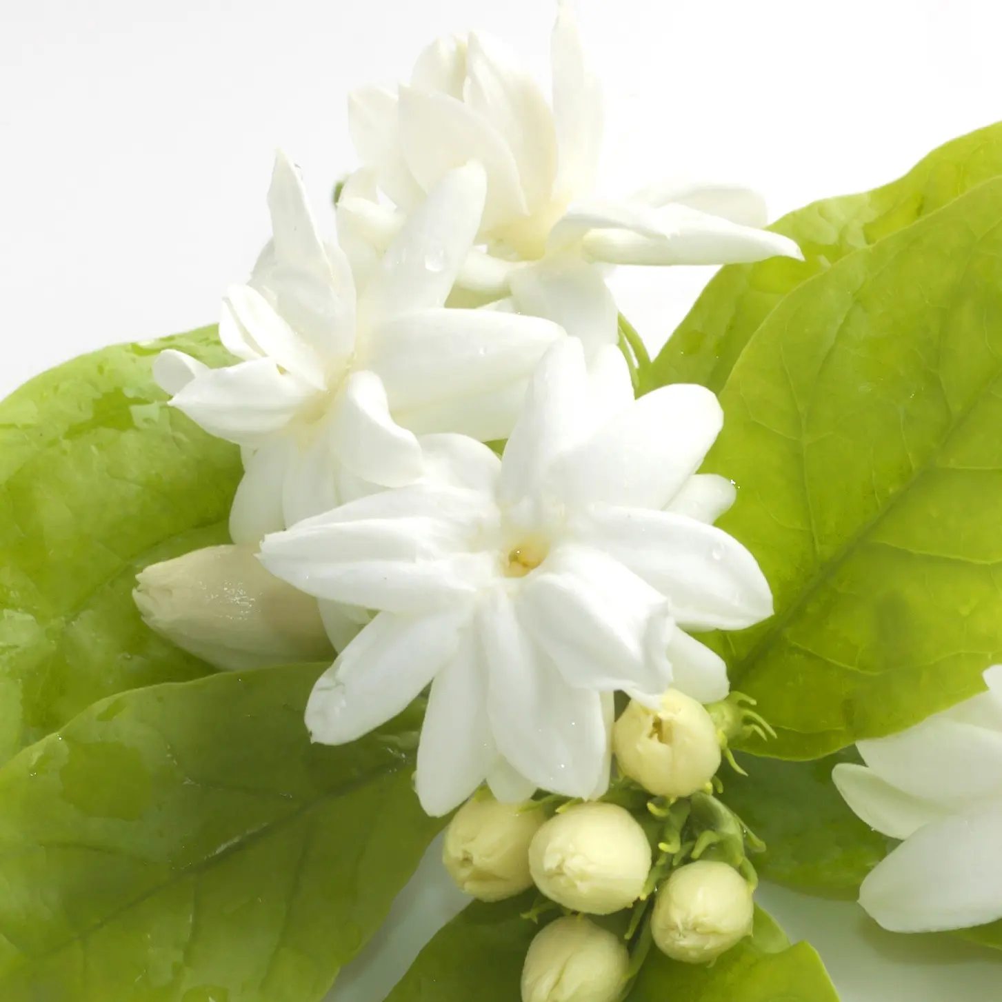Hoa nhài