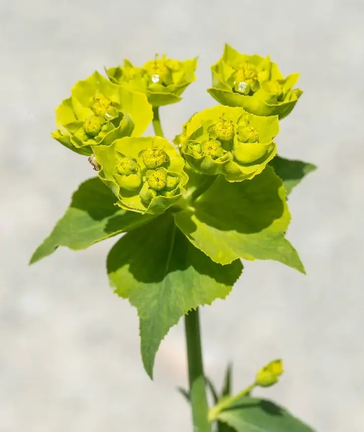 Cây Thầu Dầu