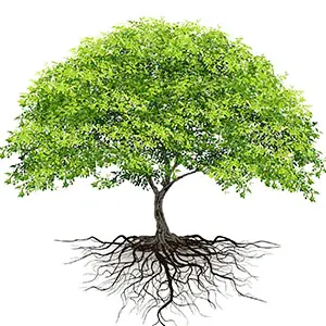 Cây cối