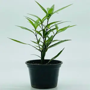 Lá liễu
