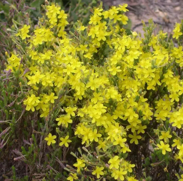 Cây Beachheather