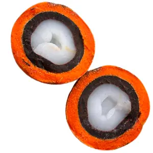 Cọ Tucumã