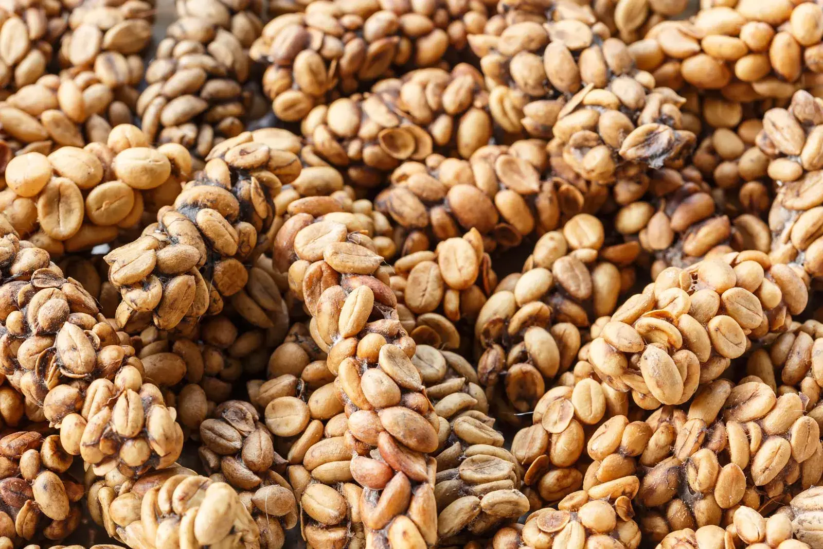 Cà phê Kopi Luwak