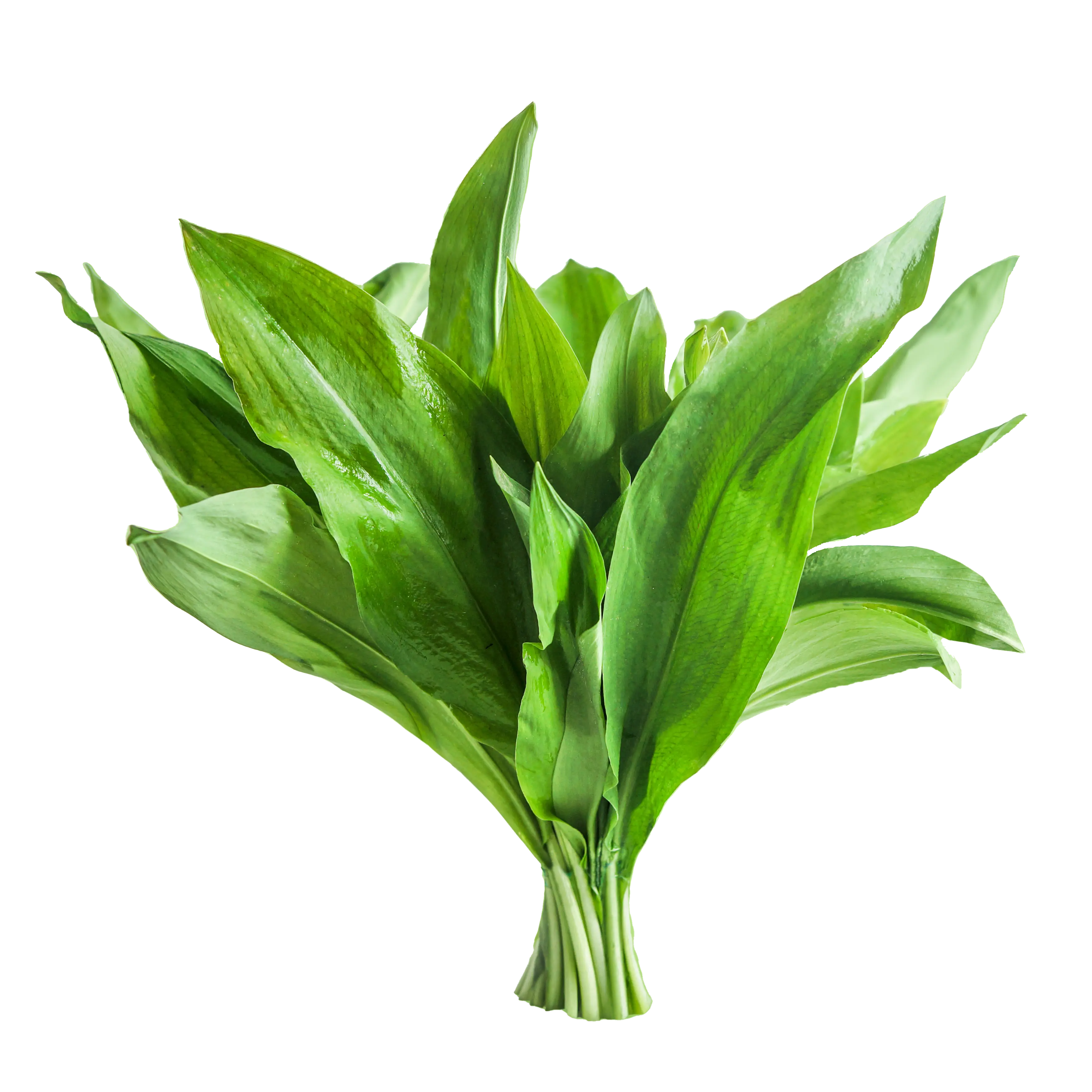 Lá Tỏi Dại