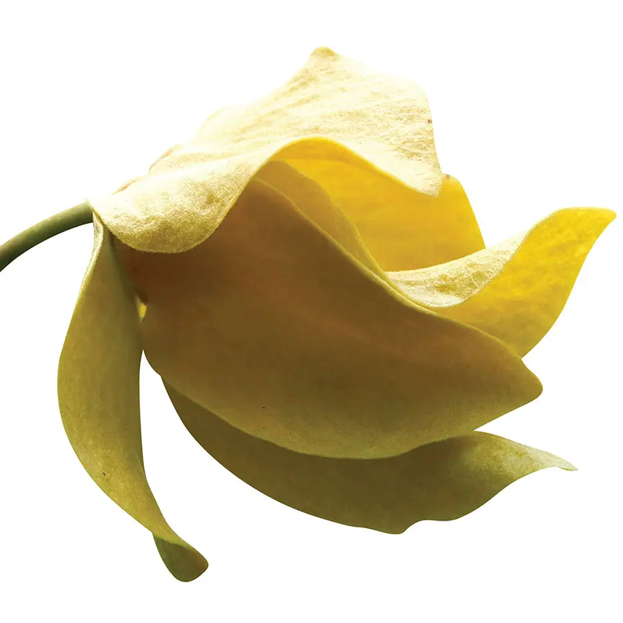 Hương từ Thái Lan