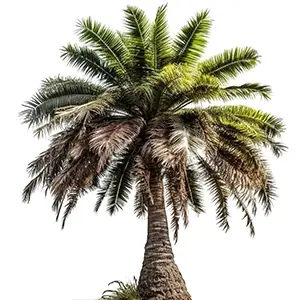 Cây dừa