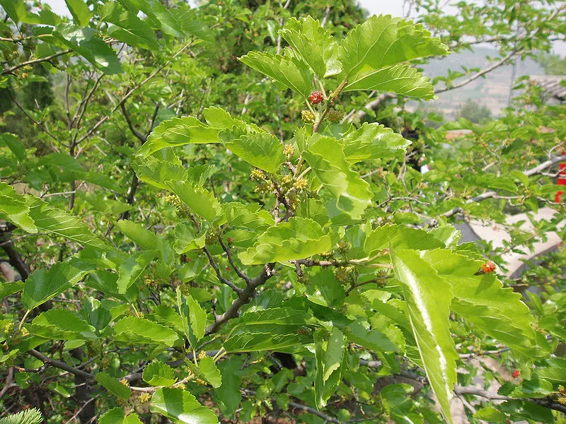 Cây dâu tằm