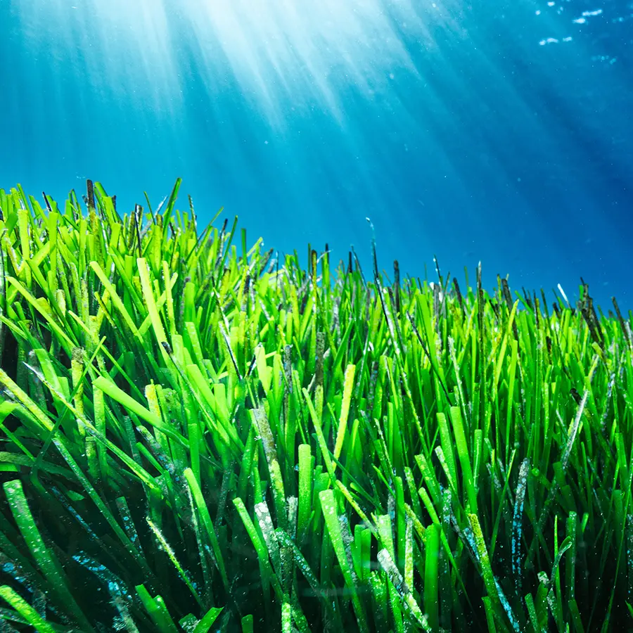 Tảo biển Posidonia