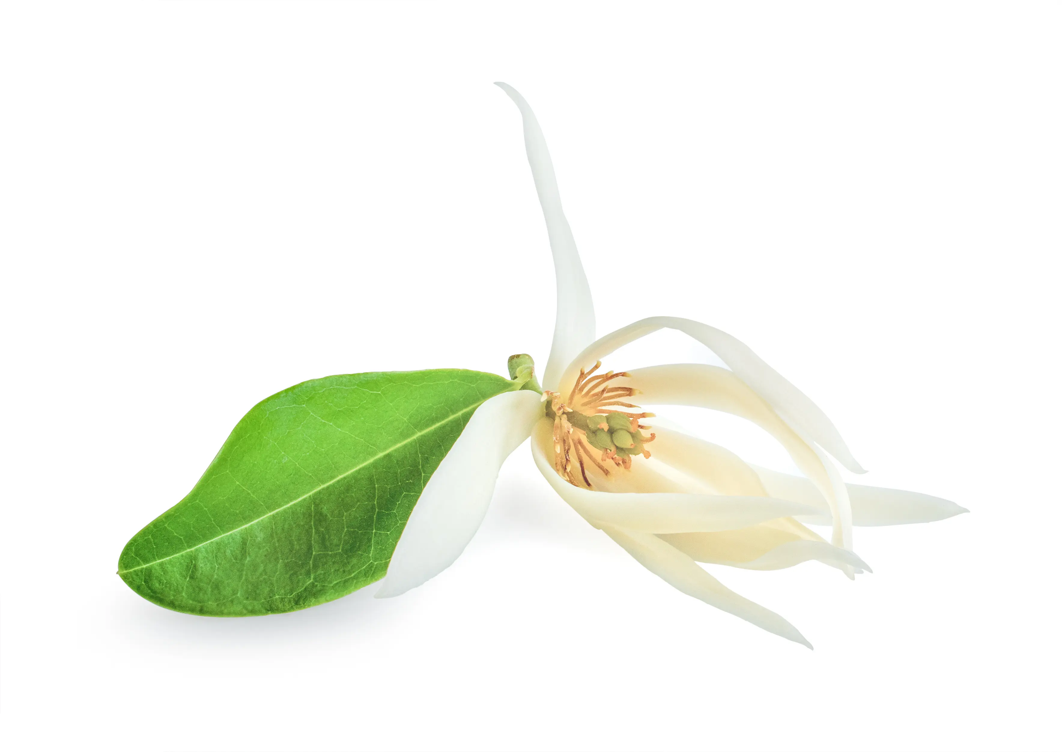 Champaca trắng