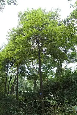 Phoebe Trân Nam