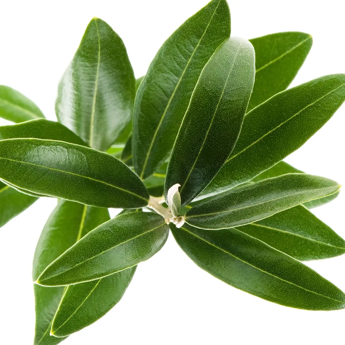 Lá Ô liu