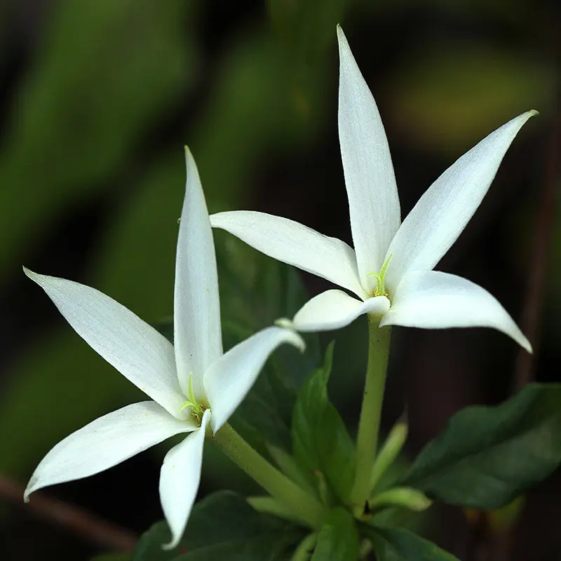 Hương Karo-Karounde