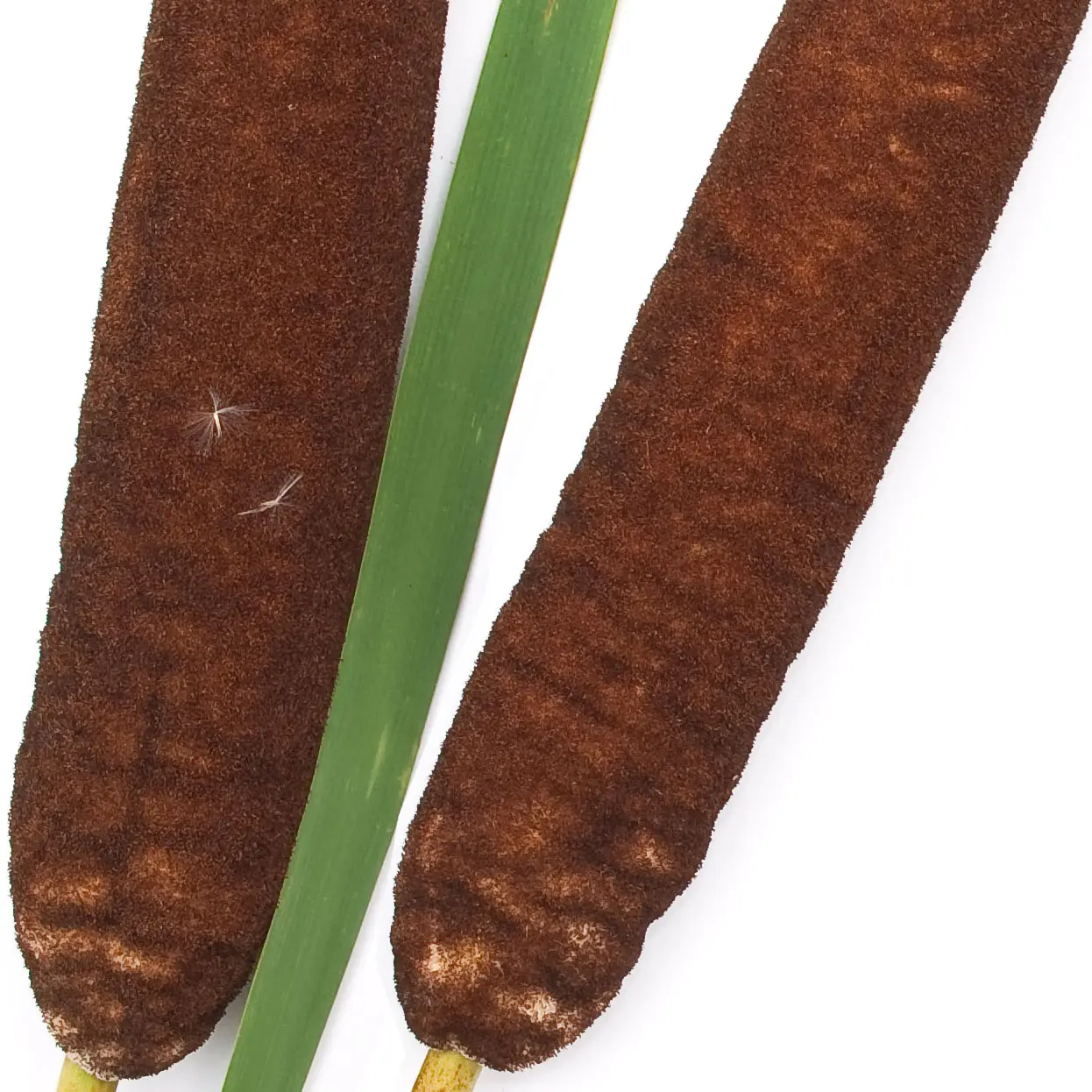Cây Bồ Hoàng
