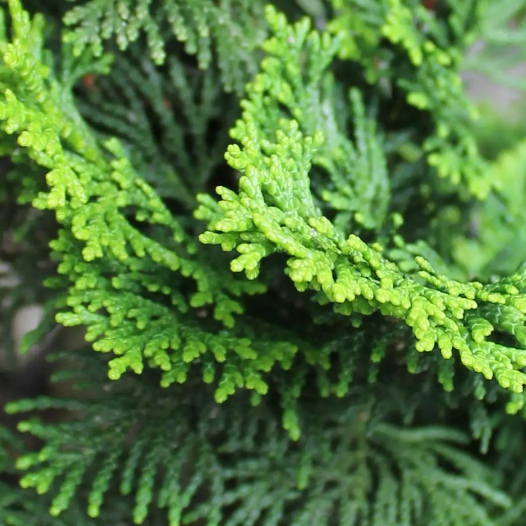 Gỗ Hinoki
