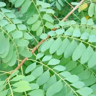 Gỗ sơn tiêu