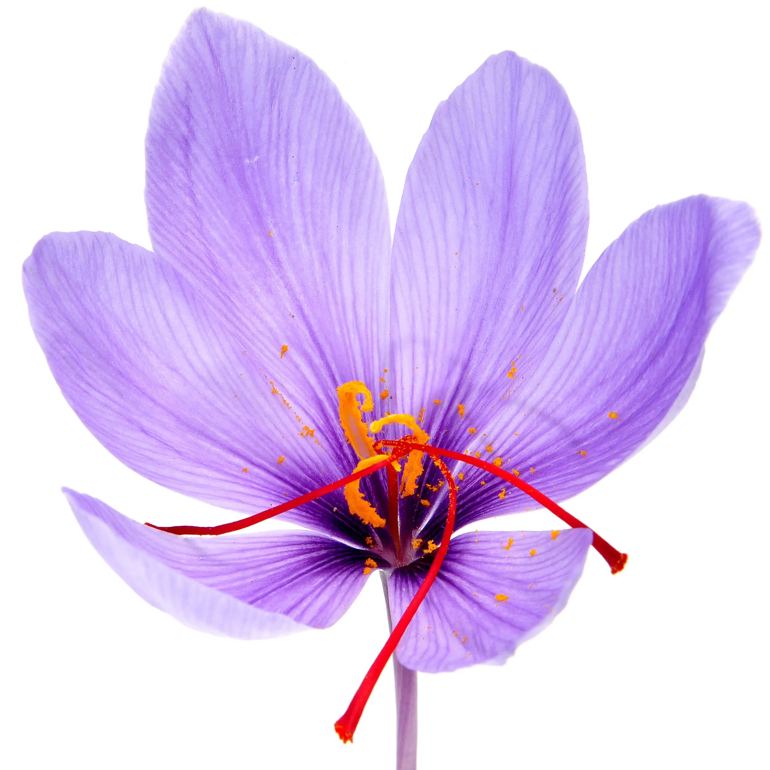Hương Safraleine