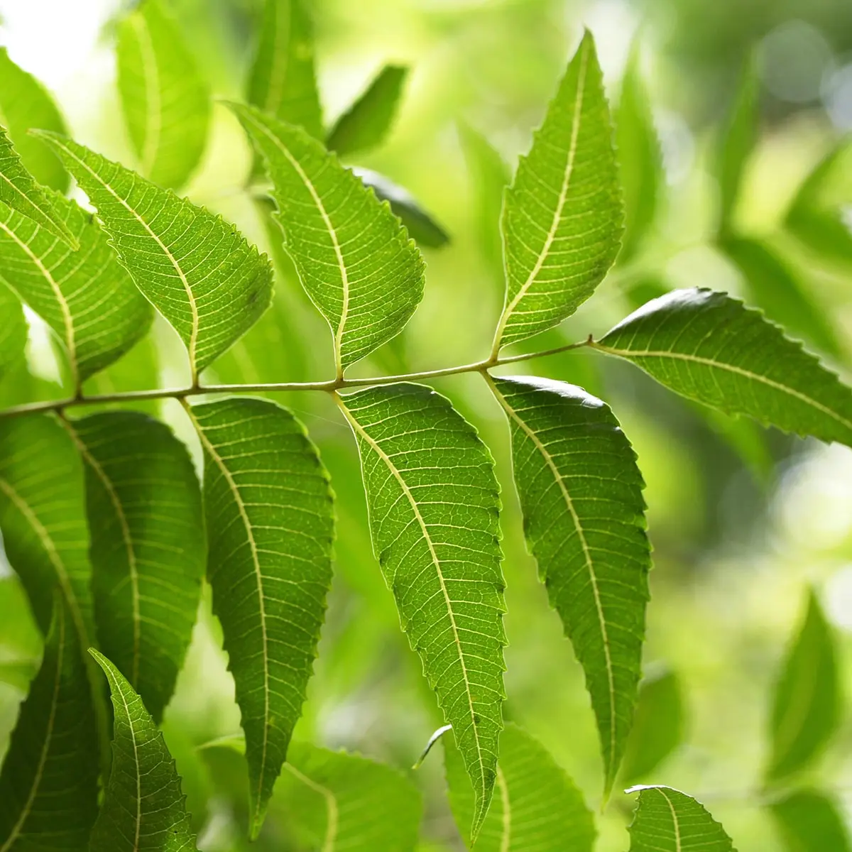 cây sầu đâu