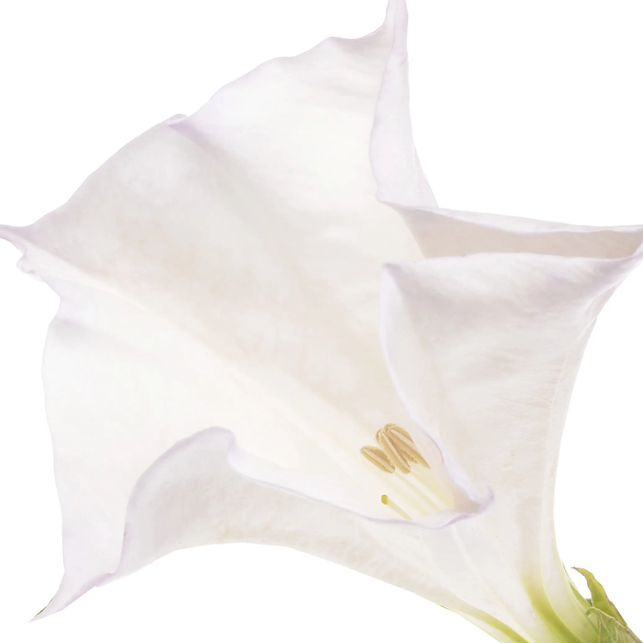 Hoa Cà Độc Dược