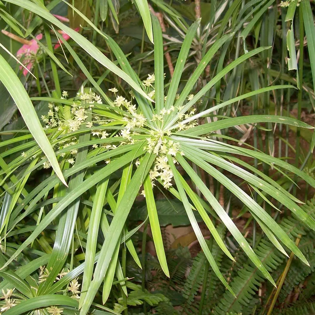 Dầu Cypriol (Nagarmotha)