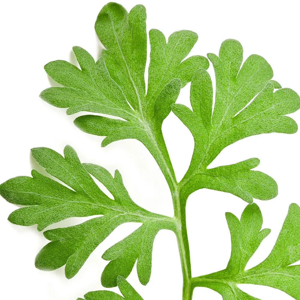 Ngải Cứu Artemisia