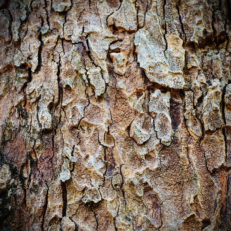 Cây dầu rái