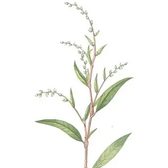 Tiêu Nước