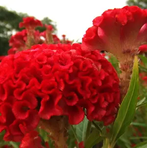 Hoa Mào Gà