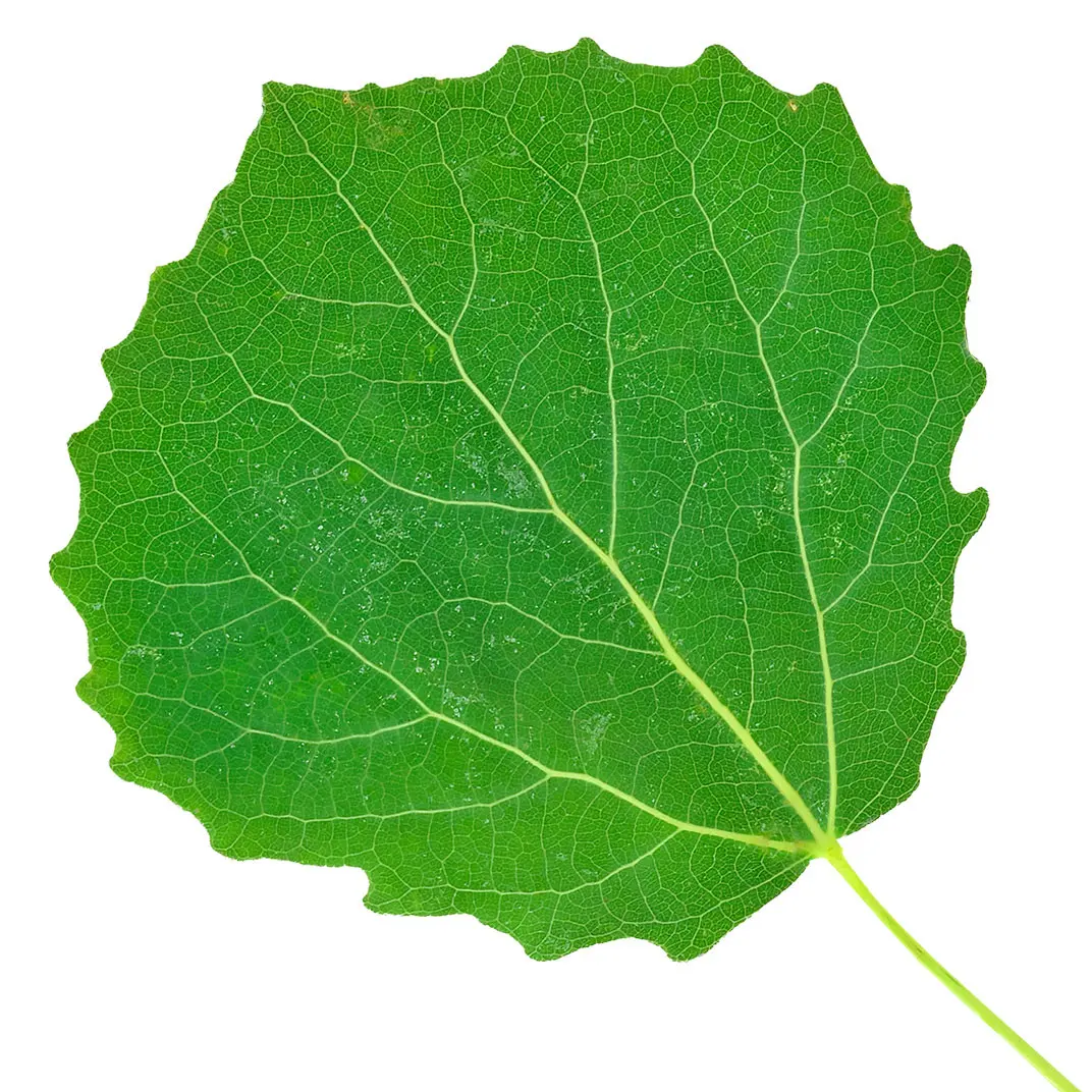 Cây Dương Lá Rung
