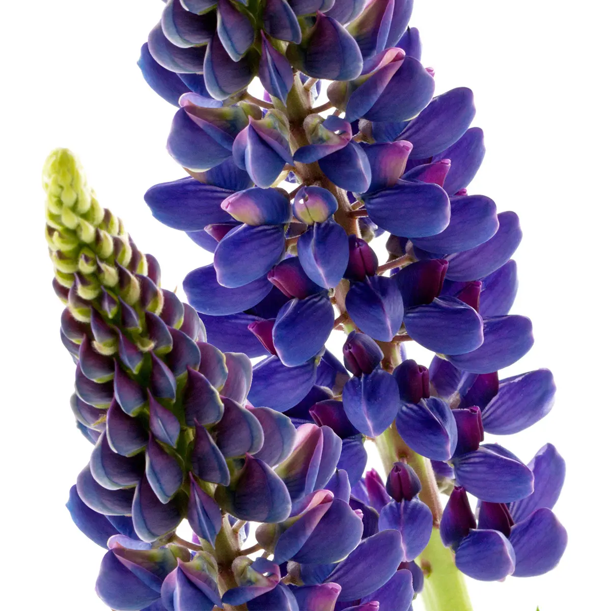 Hoa Lupin