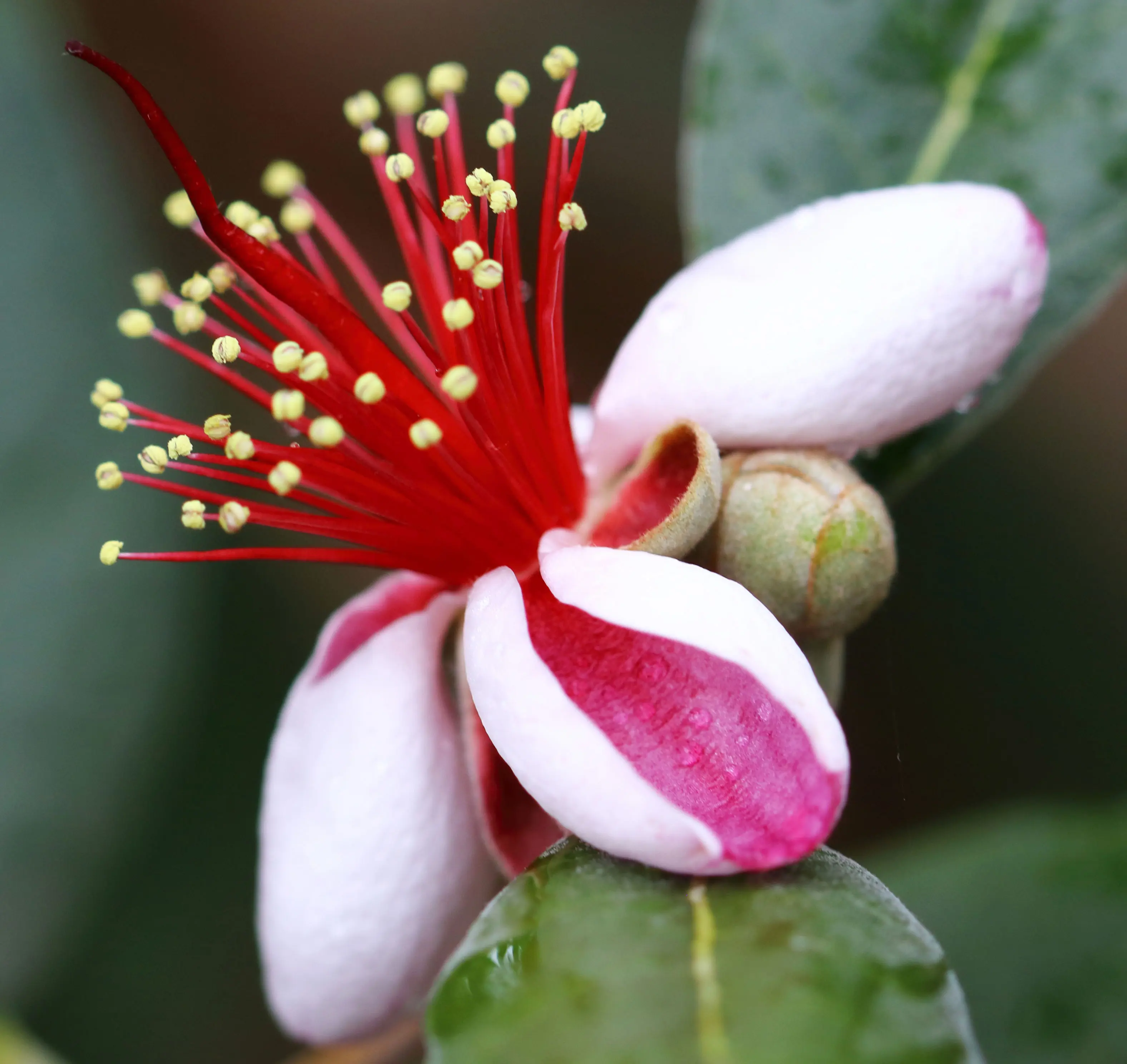 Hoa ổi