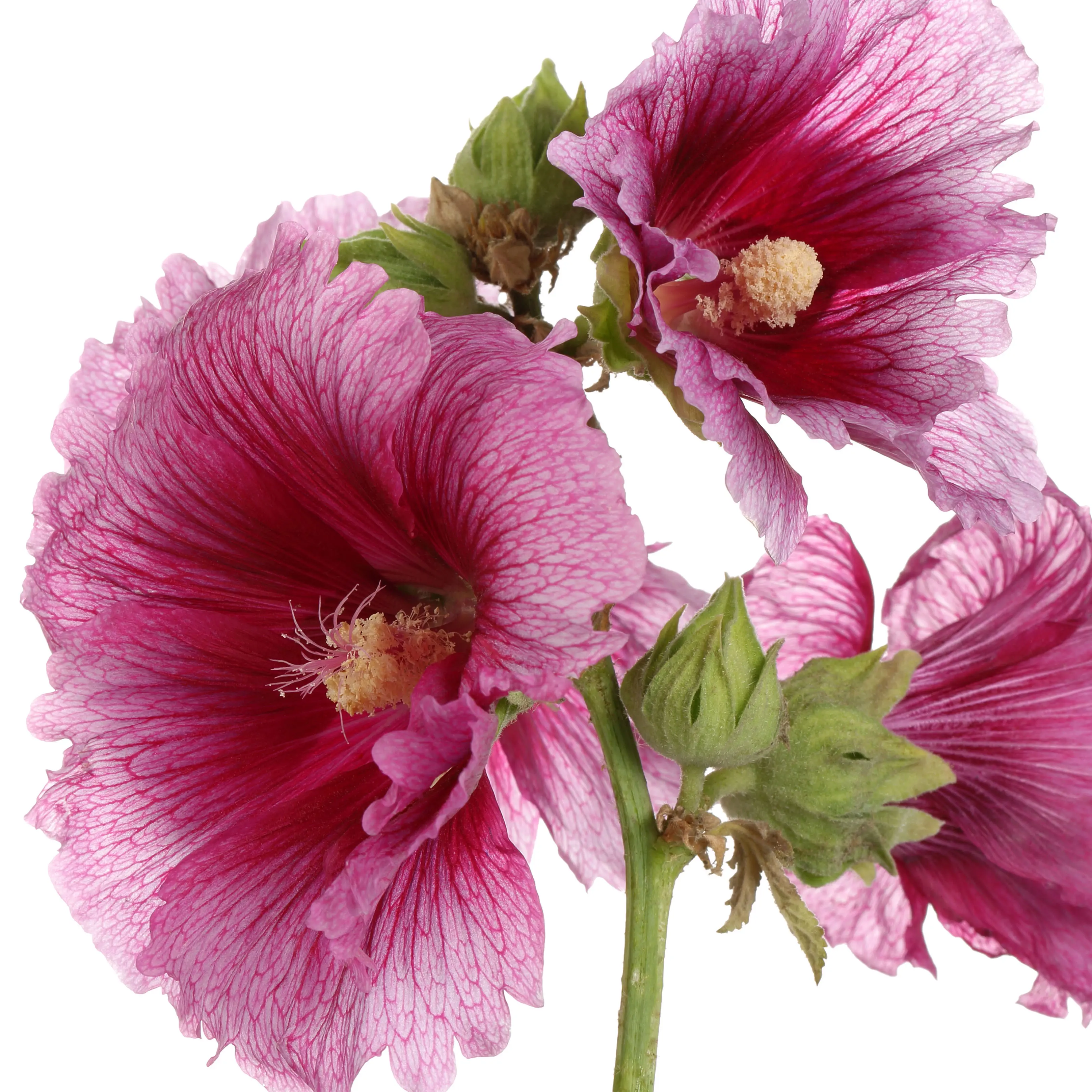 Cây Hollyhock
