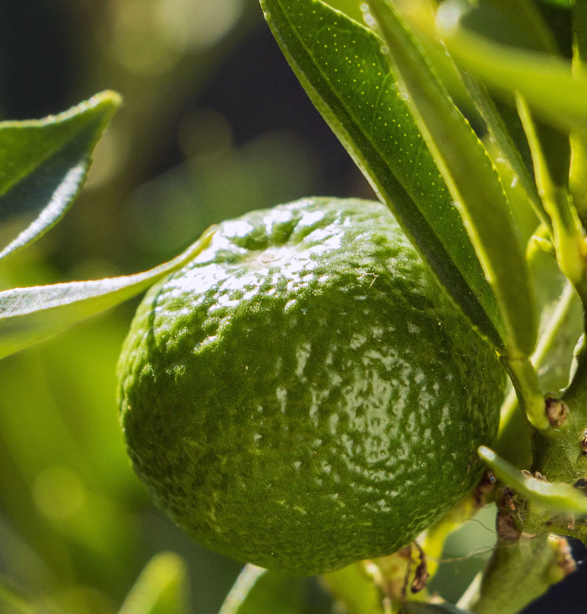 Cam Chinotto