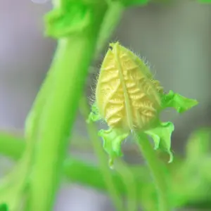 Hoa Dưa Lưới
