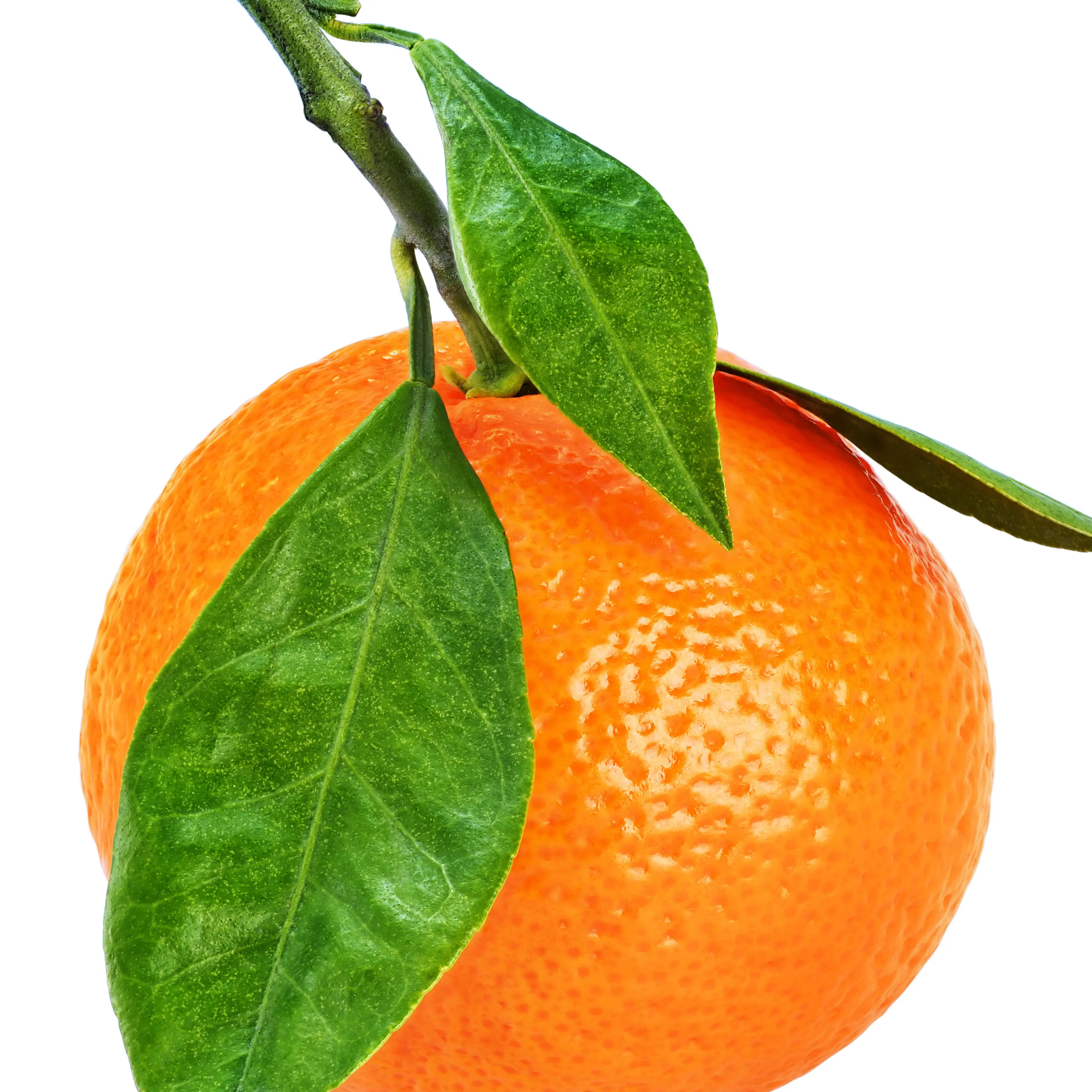 Quả Quýt