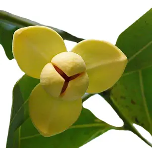 Hoa Lamduan